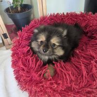 Chiot spitz #2