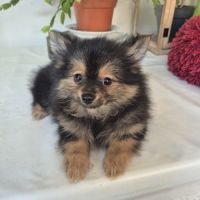 Chiot spitz
