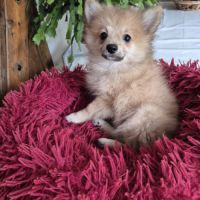 Chiot spitz #2