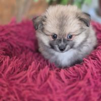 Chiot spitz #3