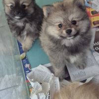 Chiot spitz
