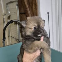 Chiot spitz #4