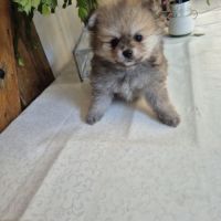Chiot spitz
