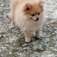 Chiot spitz