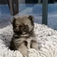 Chiot spitz