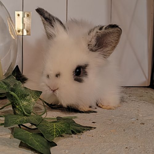 Lapin tête de lion croisé teddy