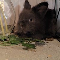 Lapin tête de lion croisé teddy #1