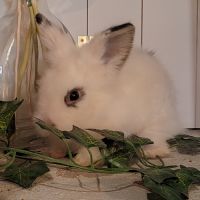 Lapin tête de lion croisé teddy #2