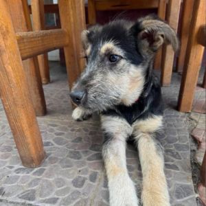 Grid chiot sauvetage roumanie #1