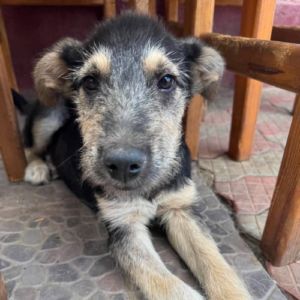 Grid chiot sauvetage roumanie #3