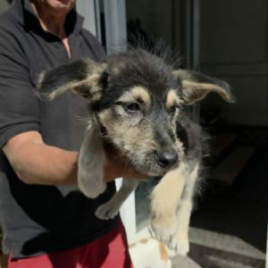 Grid chiot sauvetage roumanie #4