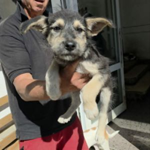 Grid chiot sauvetage roumanie #5