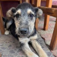 Grid chiot sauvetage roumanie #3