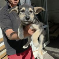 Grid chiot sauvetage roumanie #5
