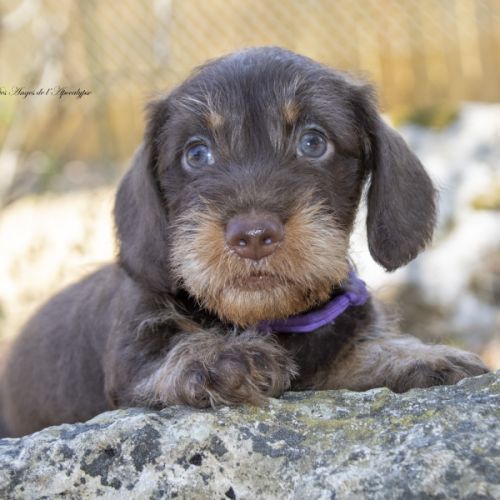 Chiots teckel nain poil dur lof - livraison possib #0