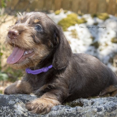 Chiots teckel nain poil dur lof - livraison possib #2