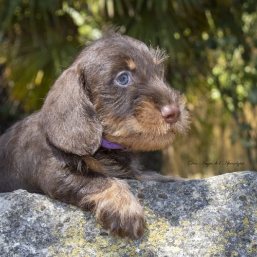 Chiots teckel nain poil dur lof - livraison possib #3