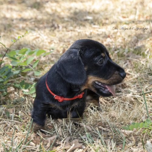 Chiots teckel nain poil dur lof - livraison possib #6