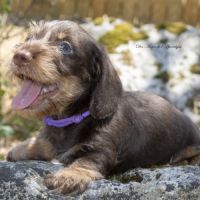 Chiots teckel nain poil dur lof - livraison possib #2