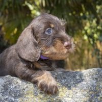 Chiots teckel nain poil dur lof - livraison possib #3