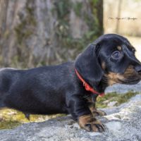 Chiots teckel nain poil dur lof - livraison possib #4