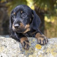 Chiots teckel nain poil dur lof - livraison possib #5