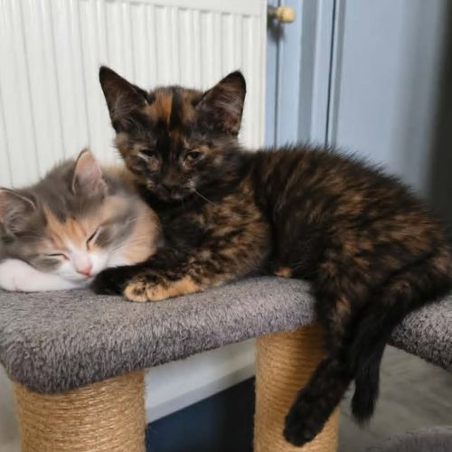 Chaton zalia