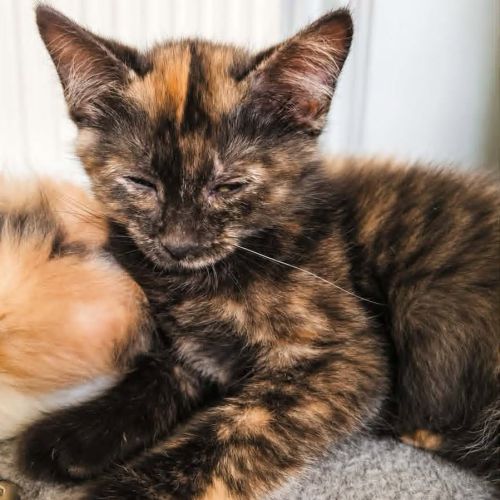 Chaton zalia #2