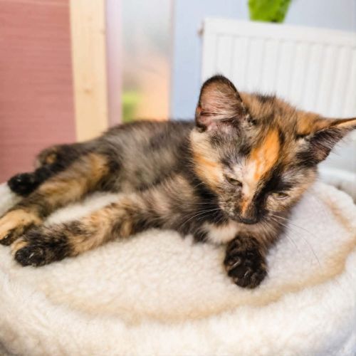 Chaton zya
