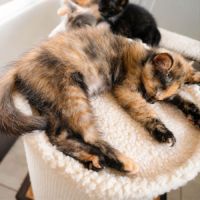 Chaton zya #1