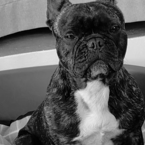 Bouledogue francais a donner #0