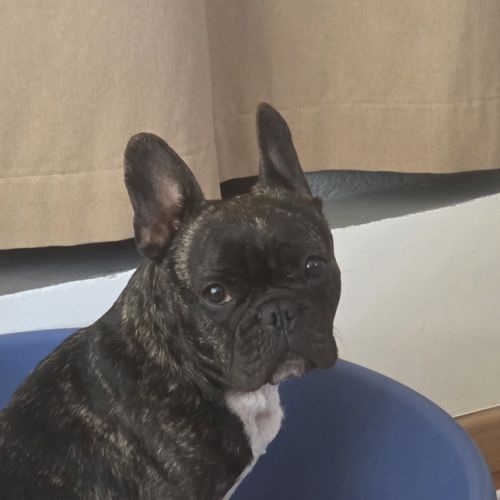 Bouledogue francais a donner #2