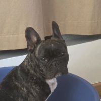 Bouledogue francais a donner #2