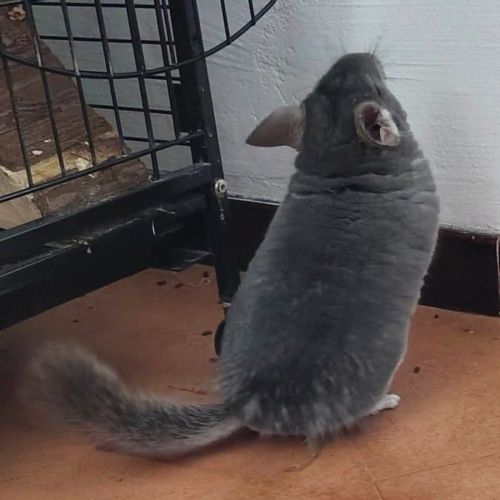 Chinchilla bichette #1
