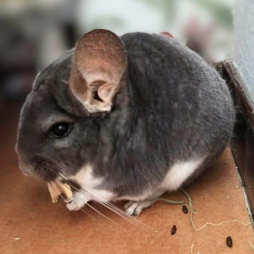 Chinchilla bichette #0