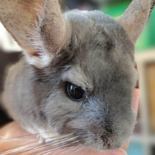 Chinchilla bichette #3