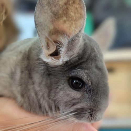 Chinchilla bichette #4