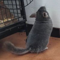 Chinchilla bichette #1