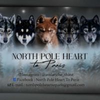 Chiots siberian husky