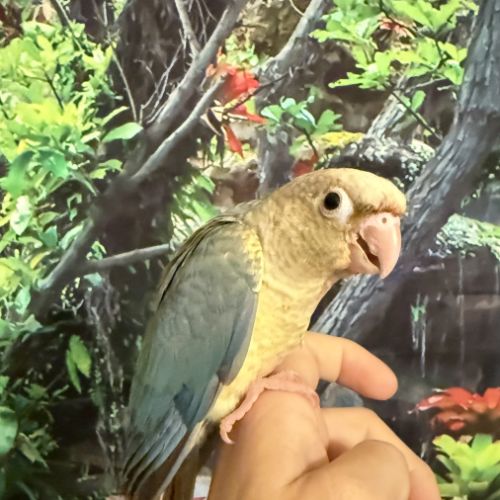 Conure eam #1