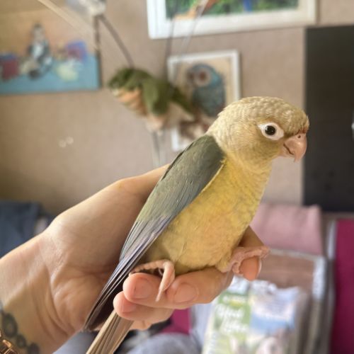 Conure eam #2