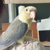 Conure eam