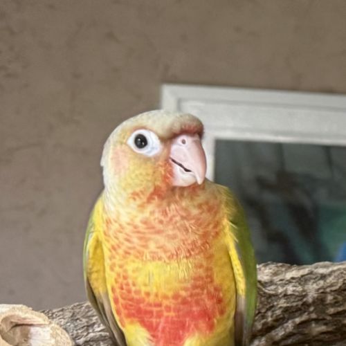 Conure eam #0