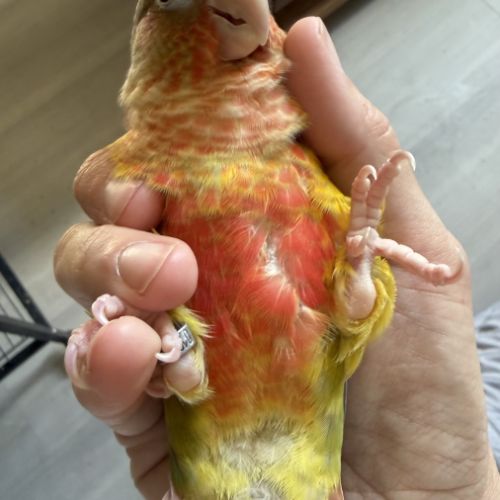 Conure eam #3