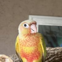 Conure eam
