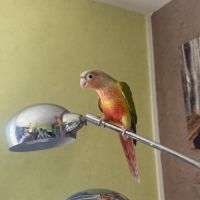 Conure eam #2