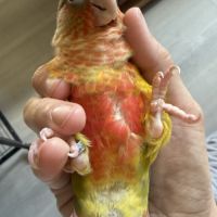 Conure eam #3