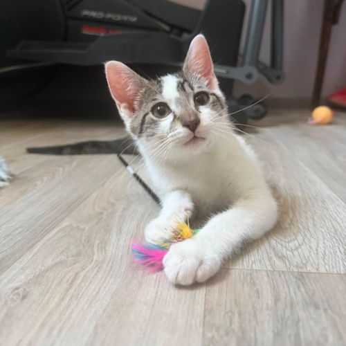 Bambou à l'adoption #1