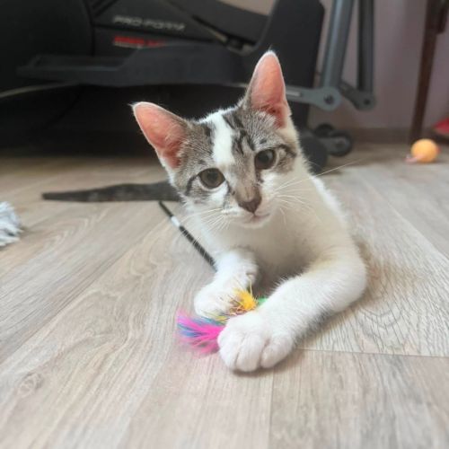 Bambou à l'adoption