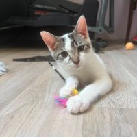 Bambou à l'adoption #0